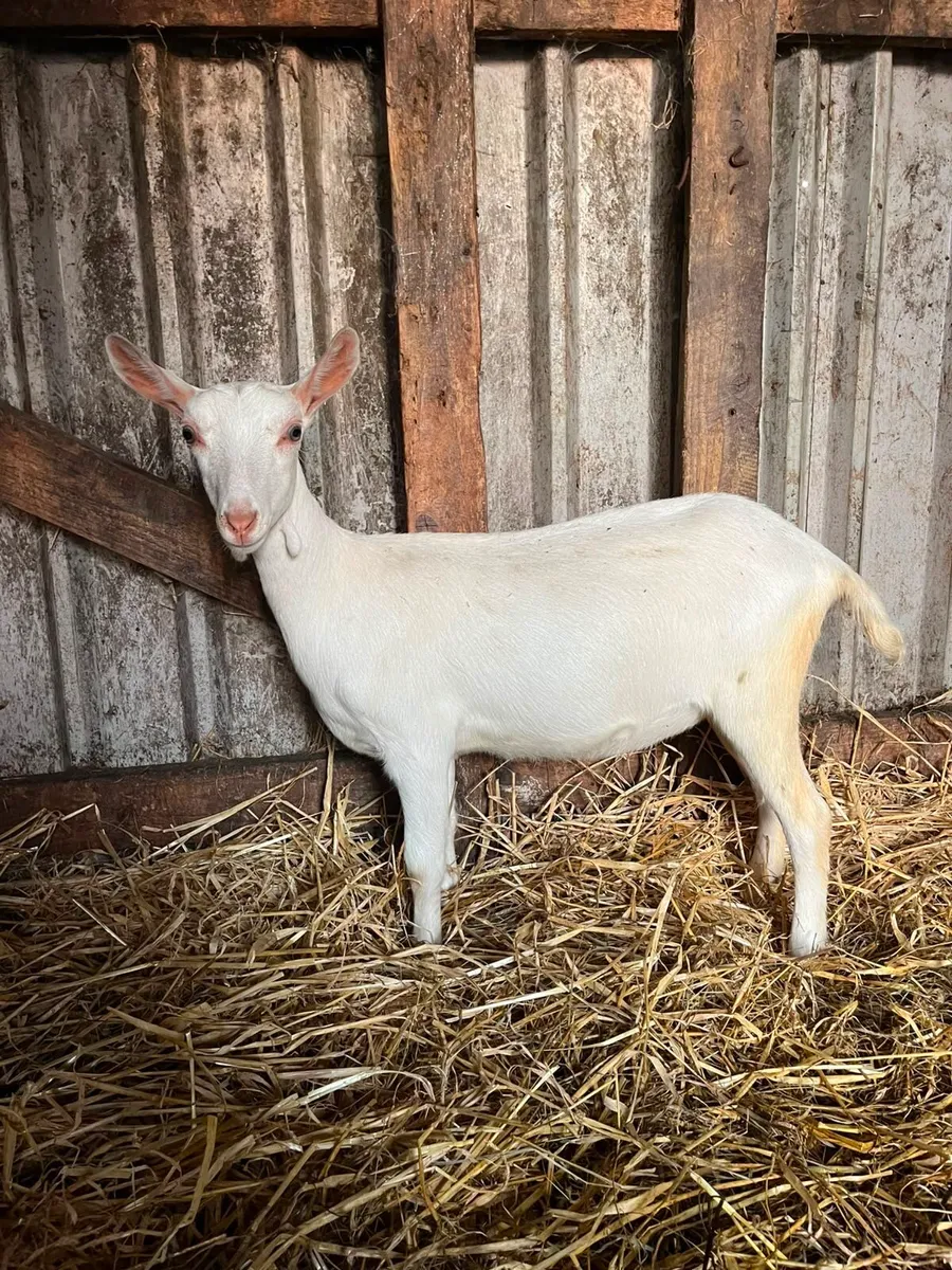 4 Pbnr female Saanen kids - Image 1
