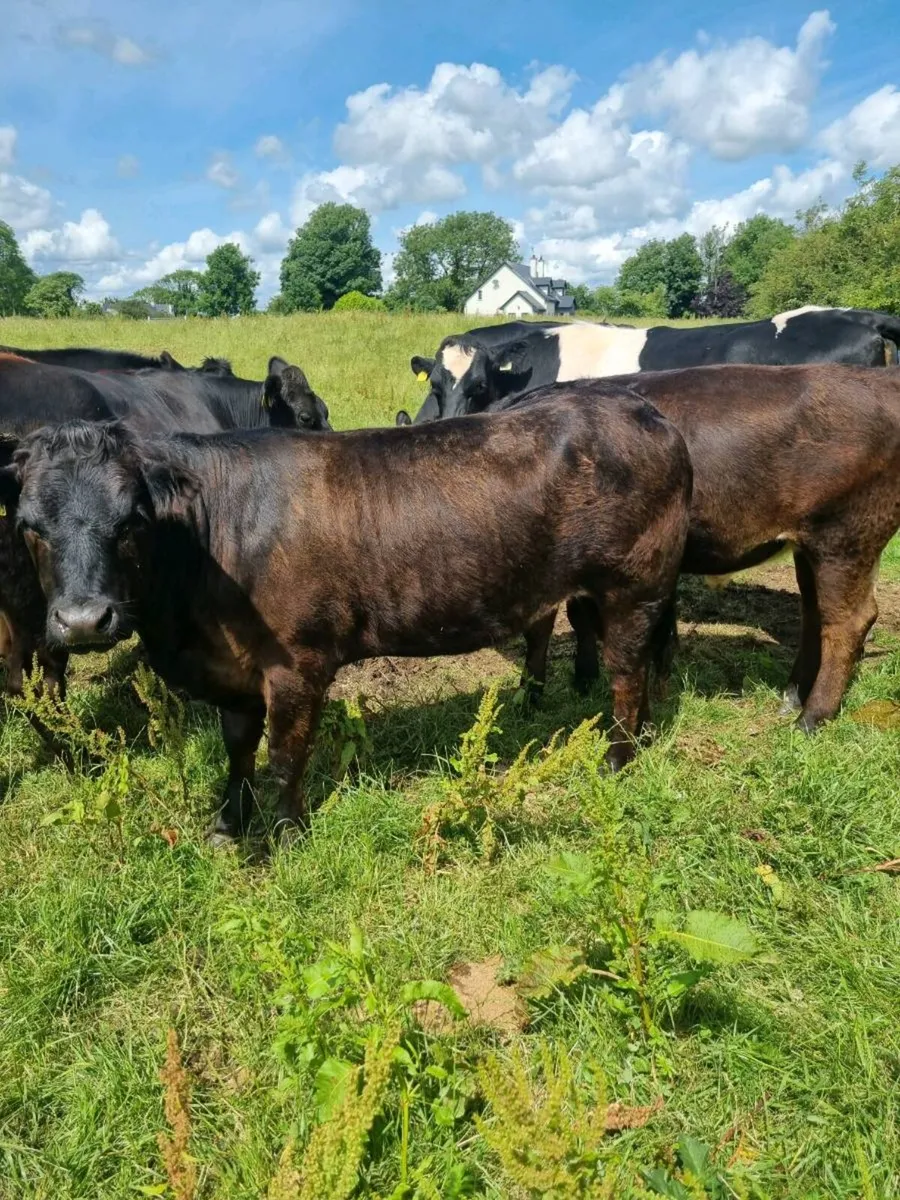 Organic heifer - Image 1
