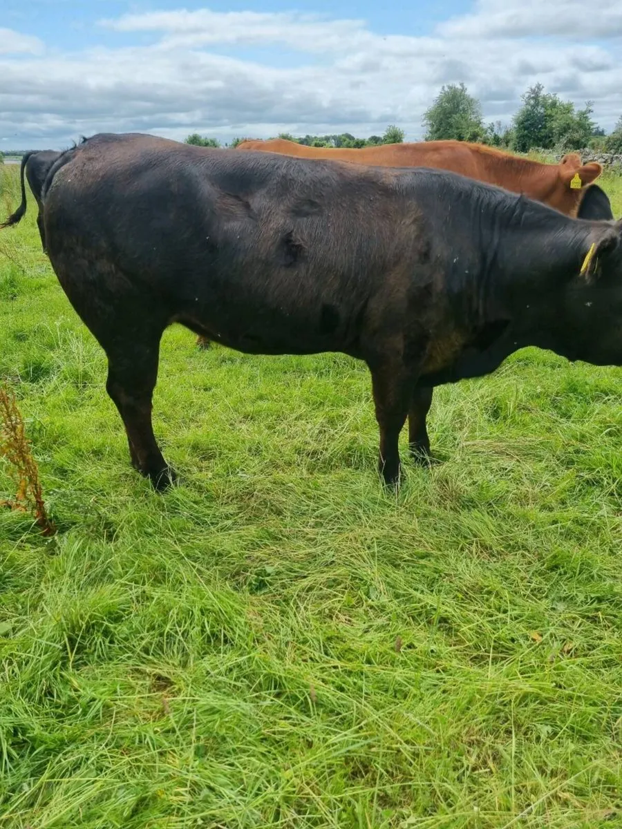 Organic heifer - Image 2