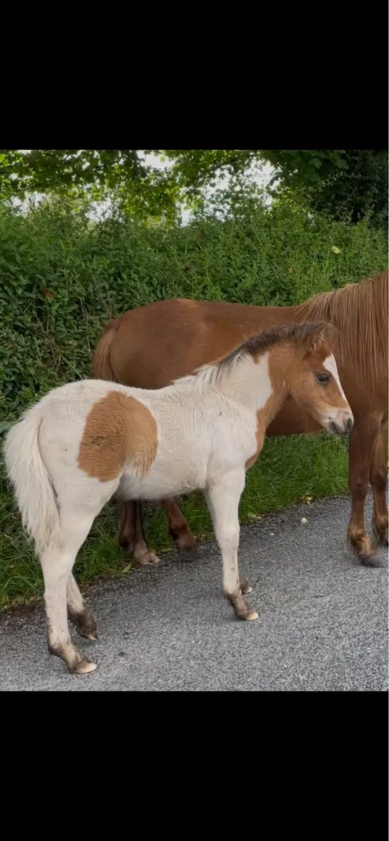 pony foal - Image 1