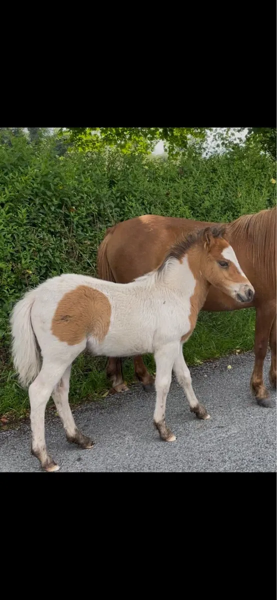 pony foal - Image 2