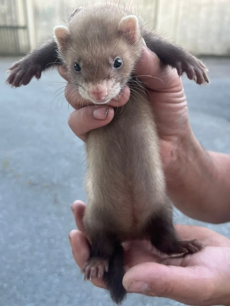 Young ferrets - Image 3