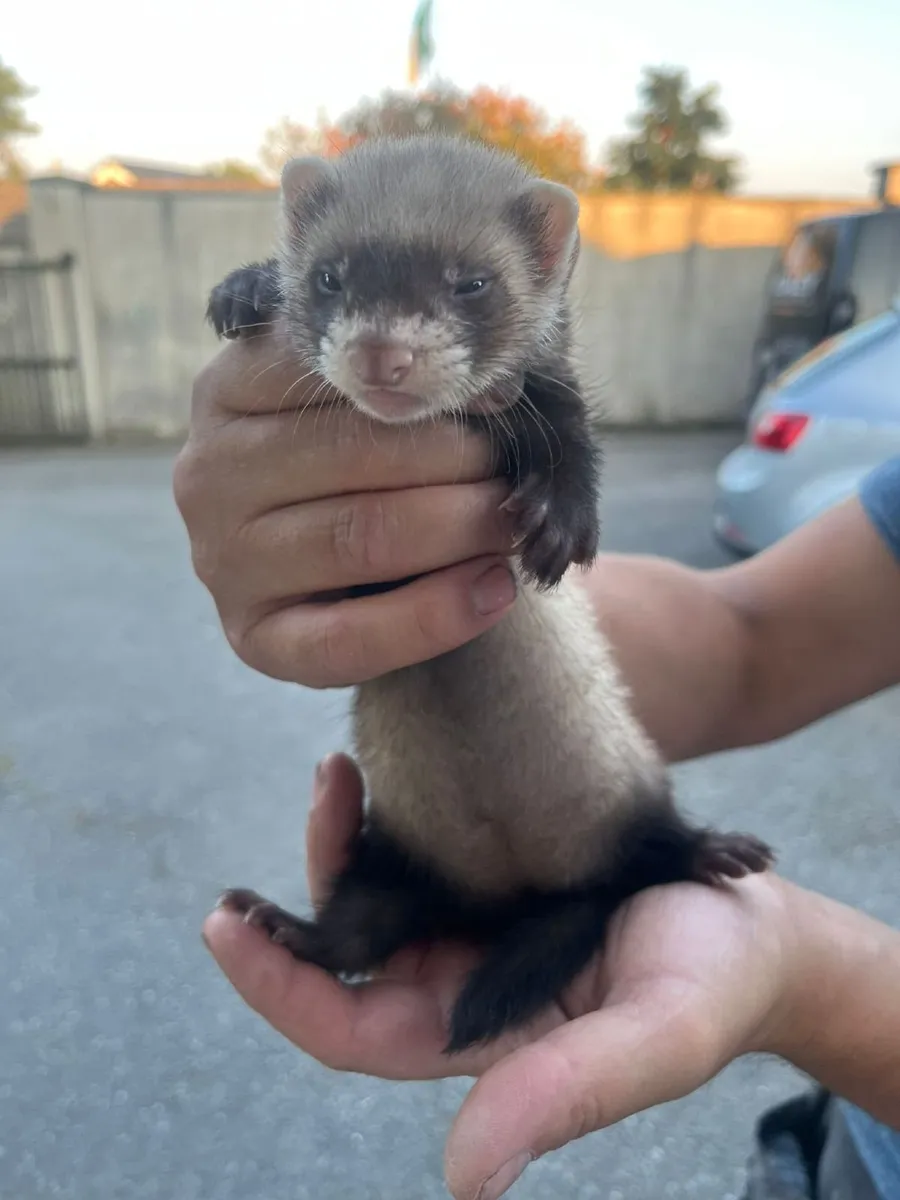 Young ferrets - Image 4