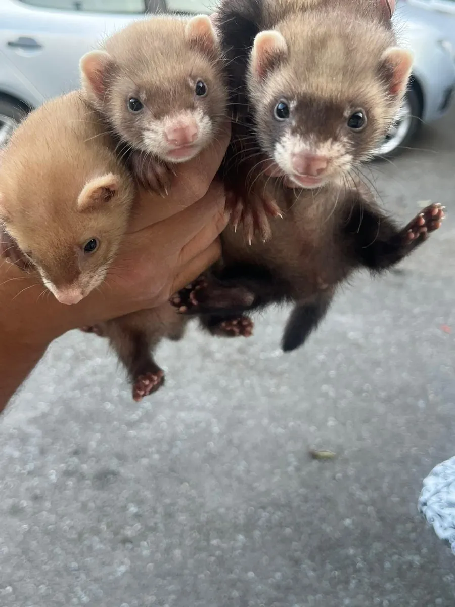 Young ferrets - Image 2