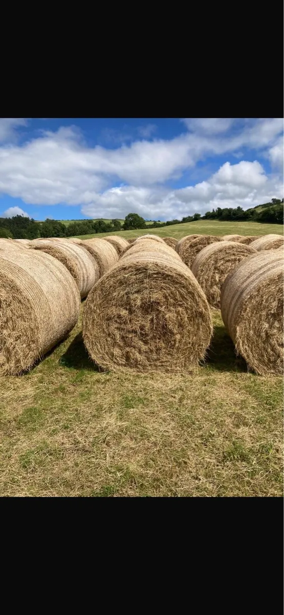 June hay - Image 2