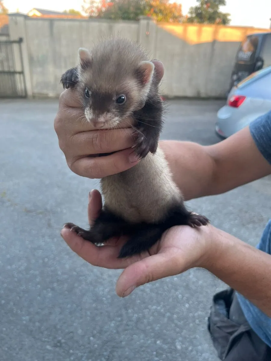Young ferrets - Image 1