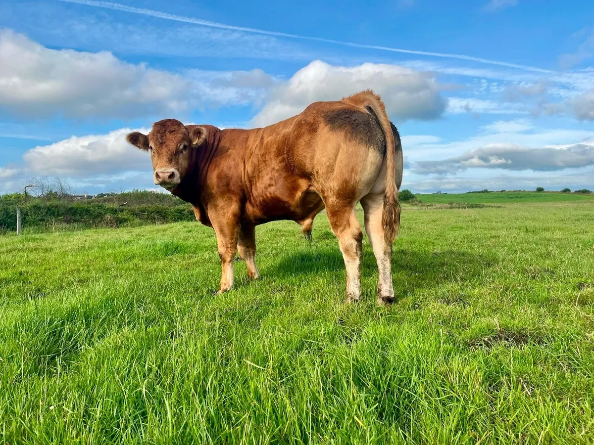 Pedigree Registered Limousin Bull – 5⭐ - Image 4