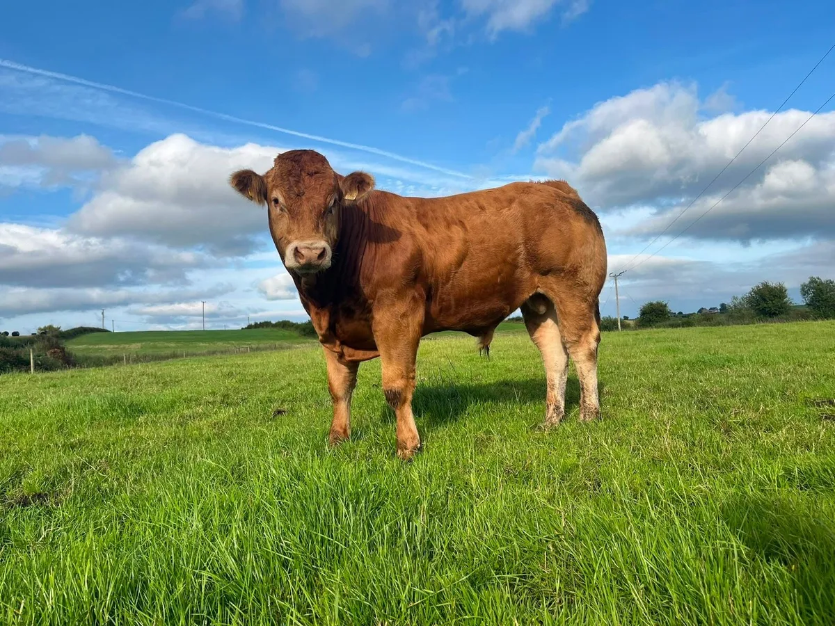 Pedigree Registered Limousin Bull – 5⭐ - Image 1