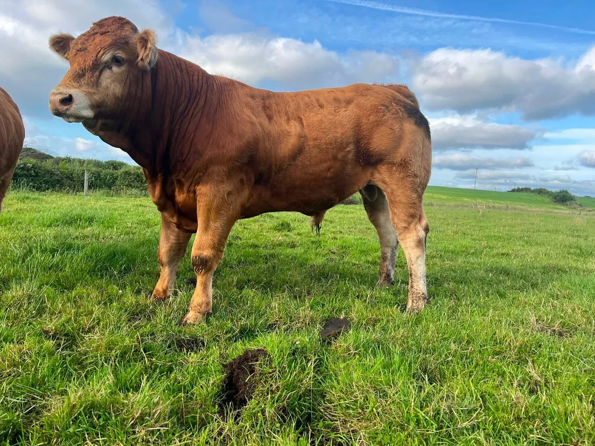 Pedigree Registered Limousin Bull – 5⭐ - Image 2