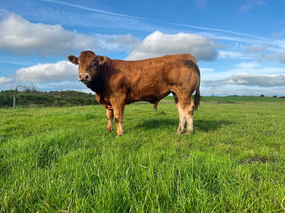 Pedigree Registered Limousin Bull – 5⭐ - Image 3