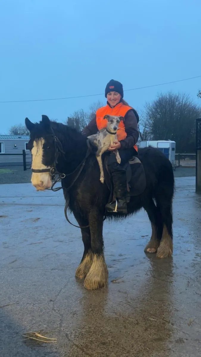 Bombproof 13.2Hh beginners cob - Image 2