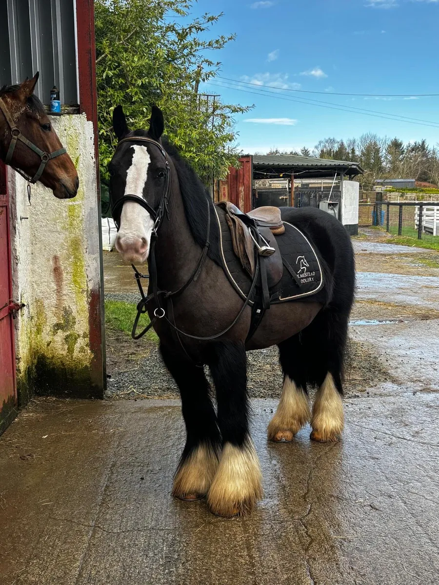 Bombproof 13.2Hh beginners cob - Image 3
