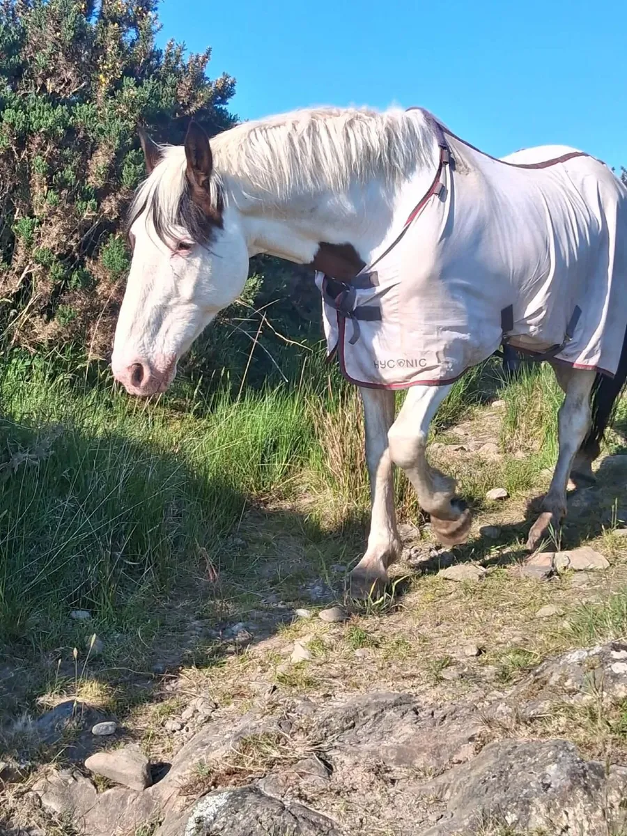Horses - Image 3