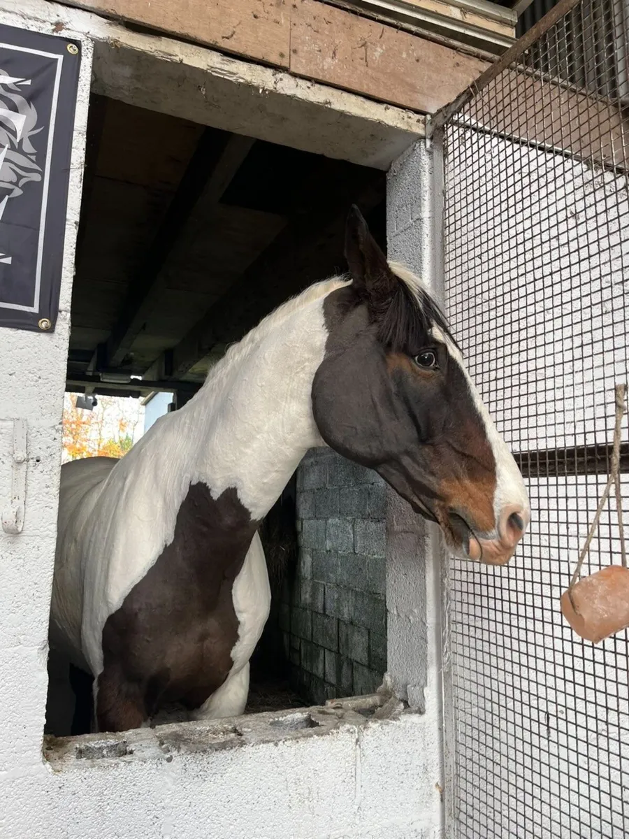 Horses - Image 4