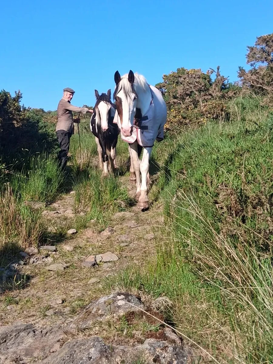 Horses - Image 1