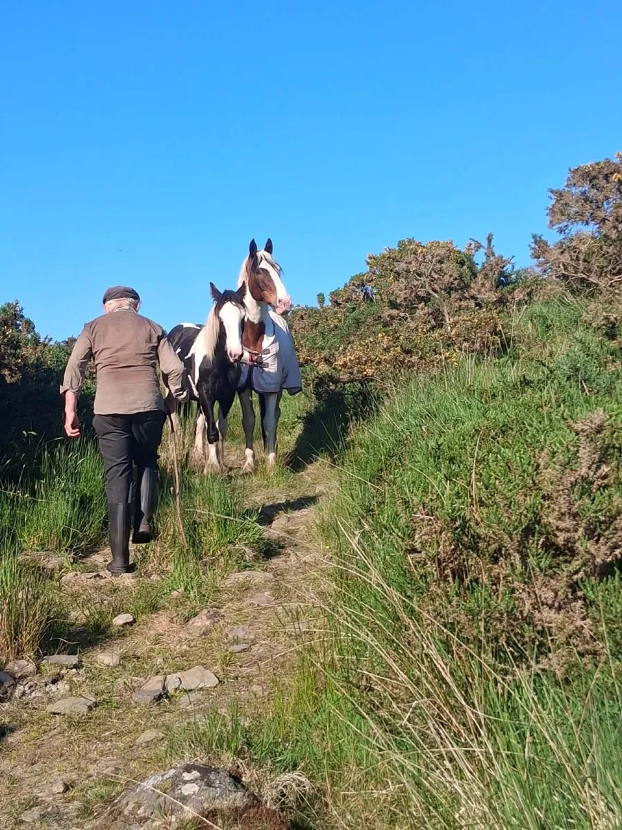 Horses - Image 2