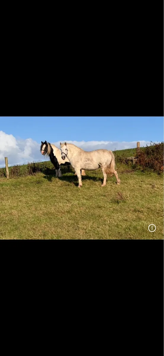 connemara - Image 2