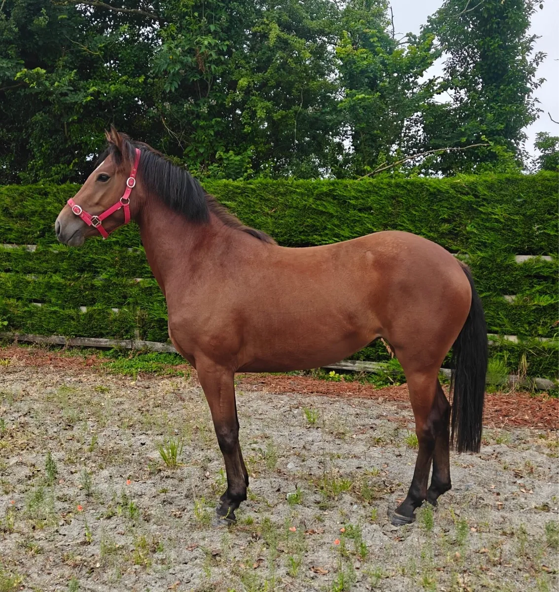 3 Year Old Filly - Image 1