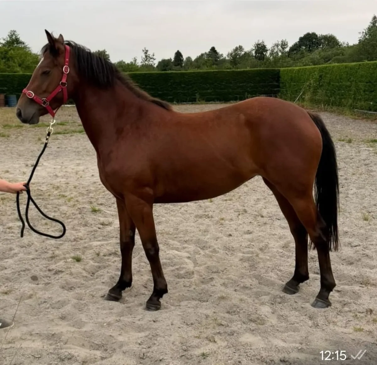 3 Year Old Filly - Image 2
