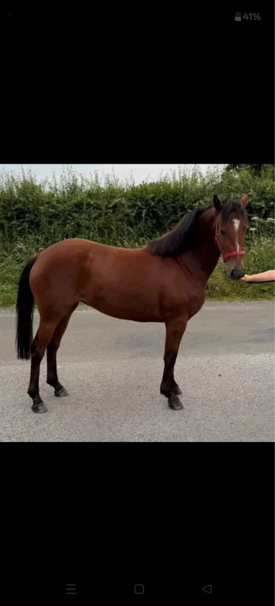 3 Year Old Filly - Image 3