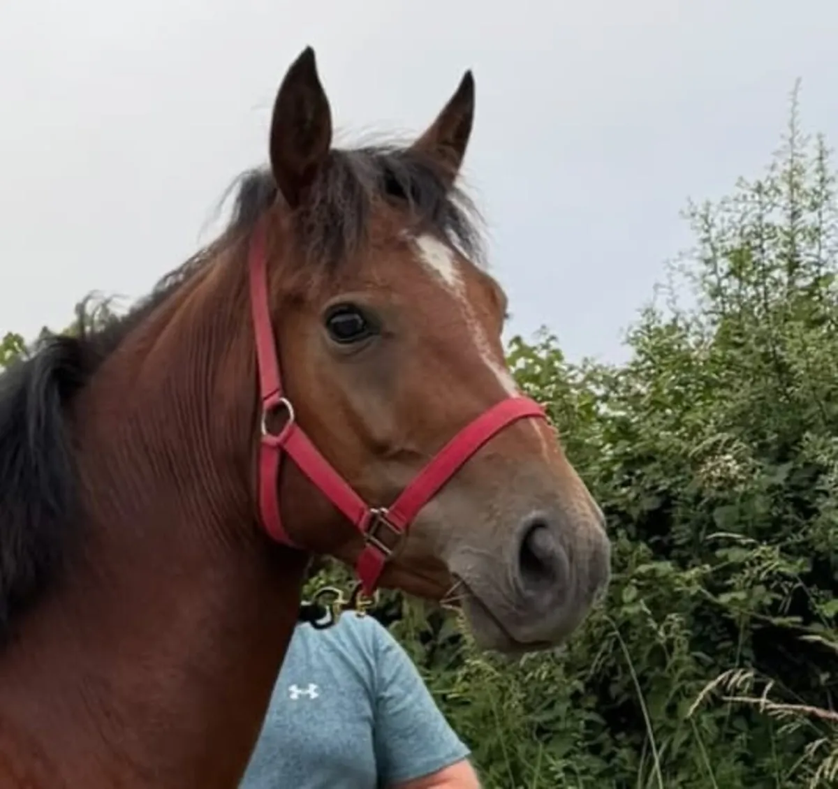 3 Year Old Filly - Image 4