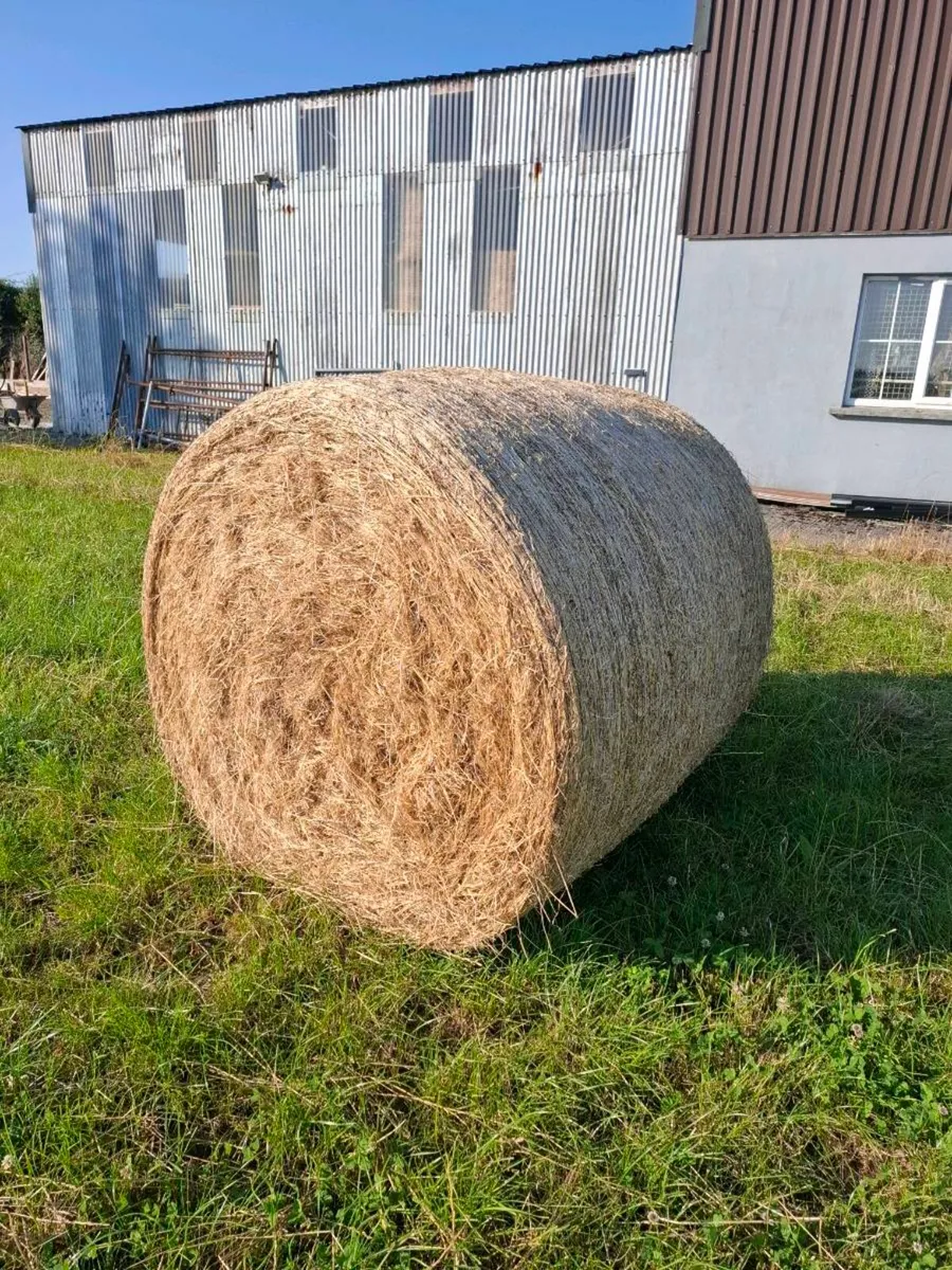 2nd cut Hay bales for sale - Image 1