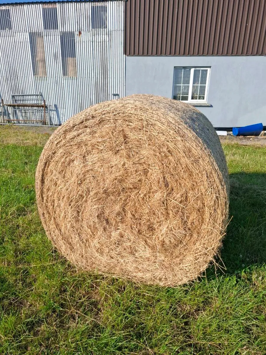 2nd cut Hay bales for sale - Image 2