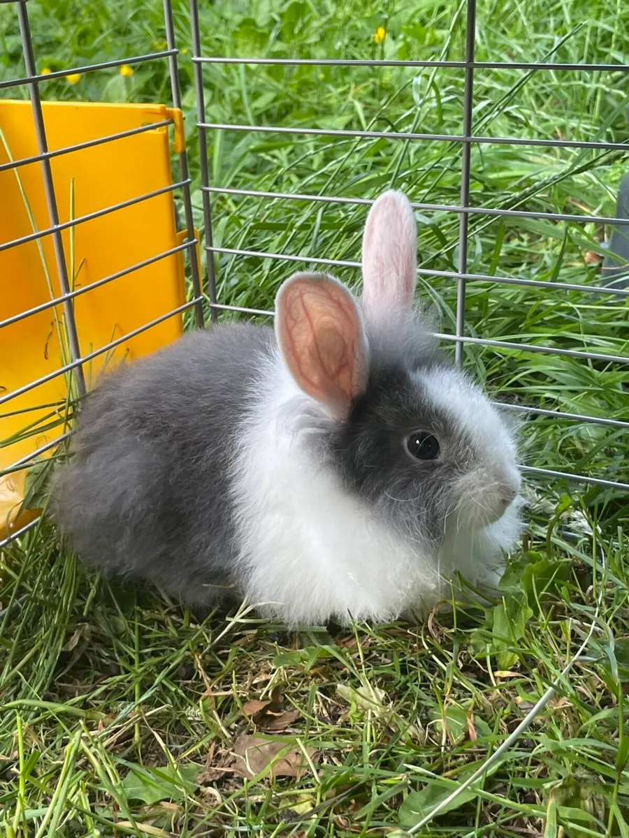 Rabbits - Image 1