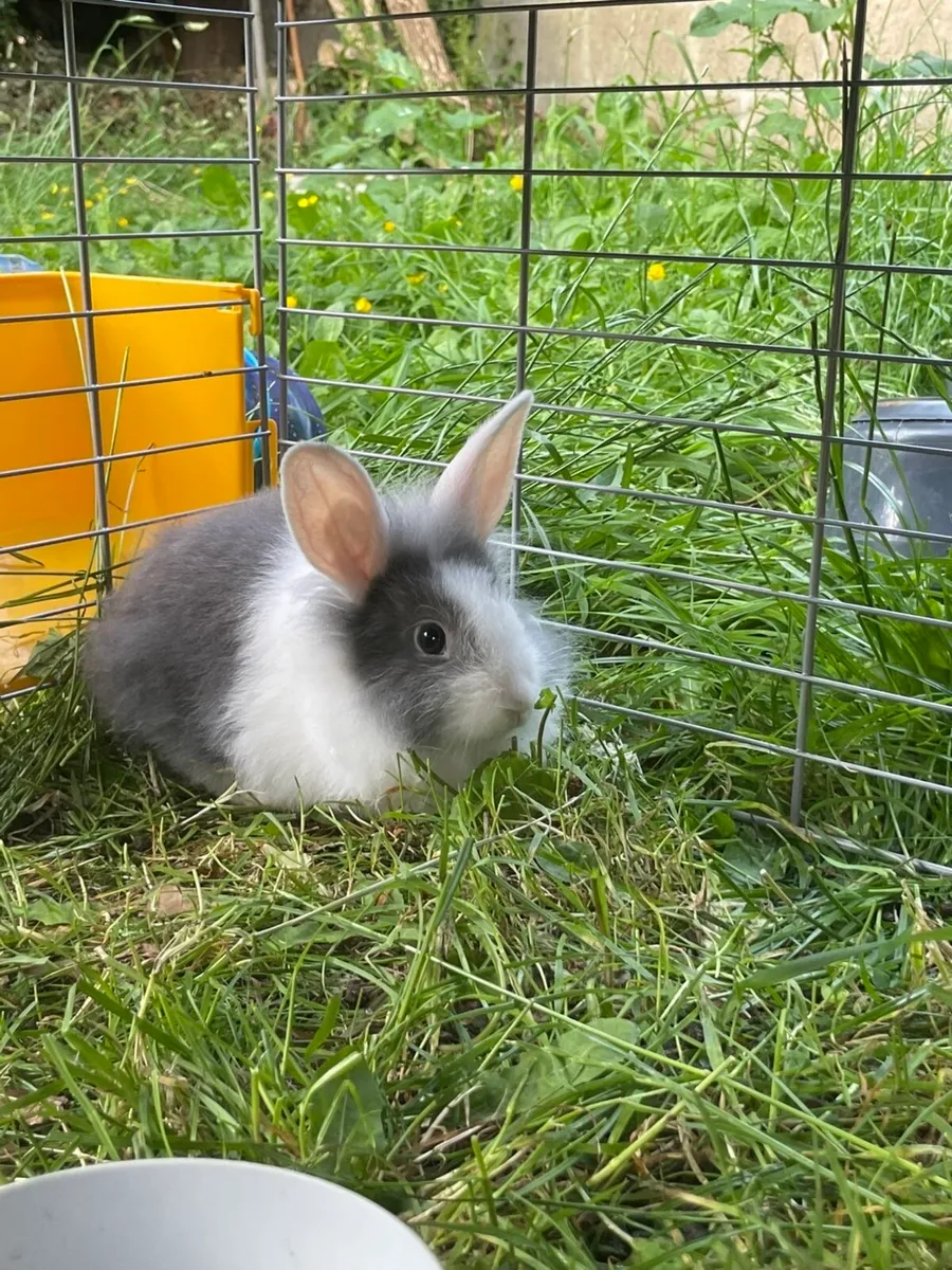 Rabbits - Image 2