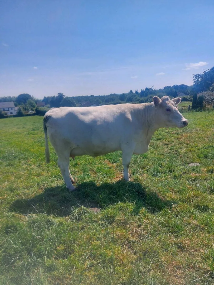 In calf shorthorn heifer - Image 3