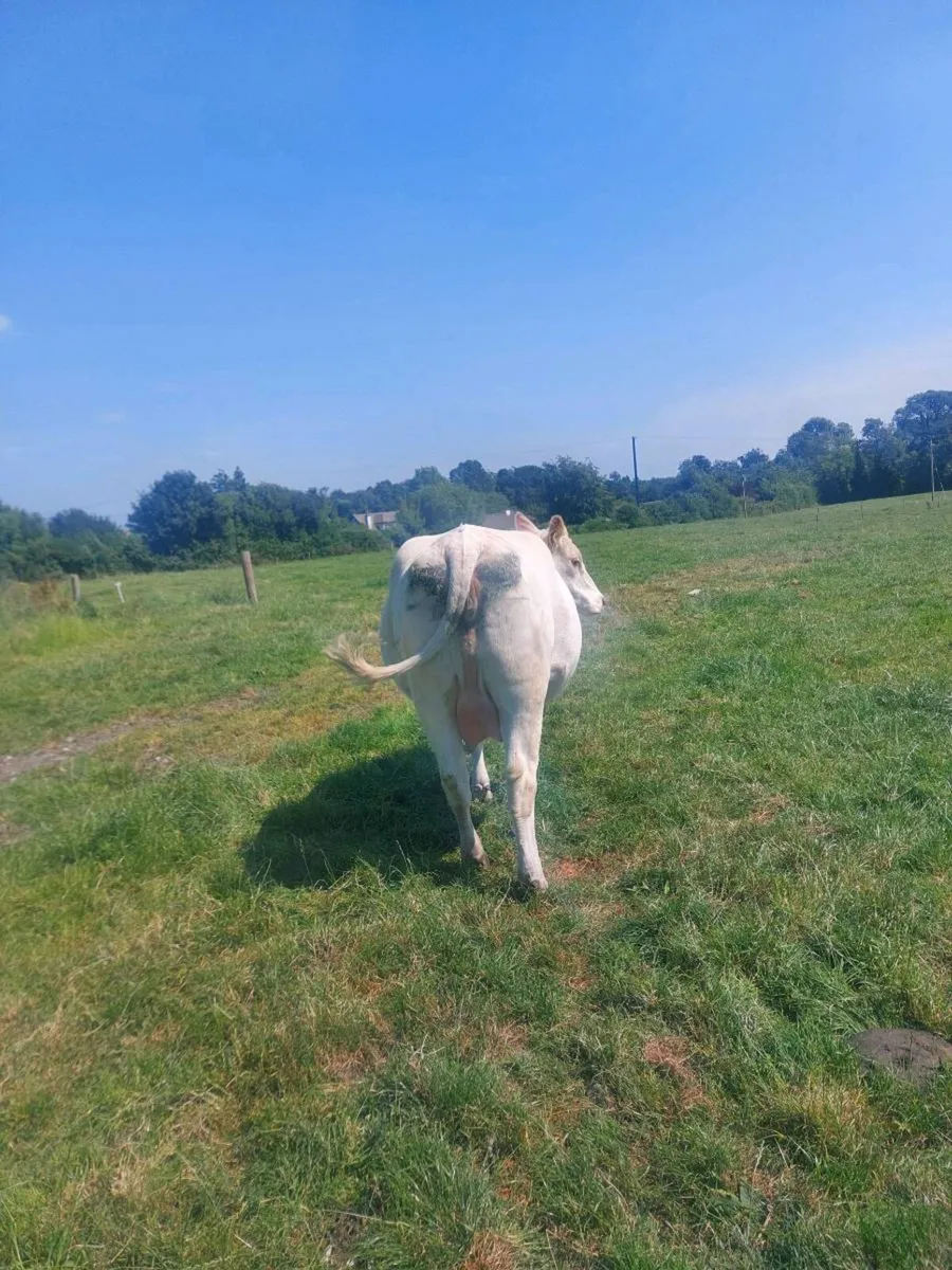 In calf shorthorn heifer - Image 4