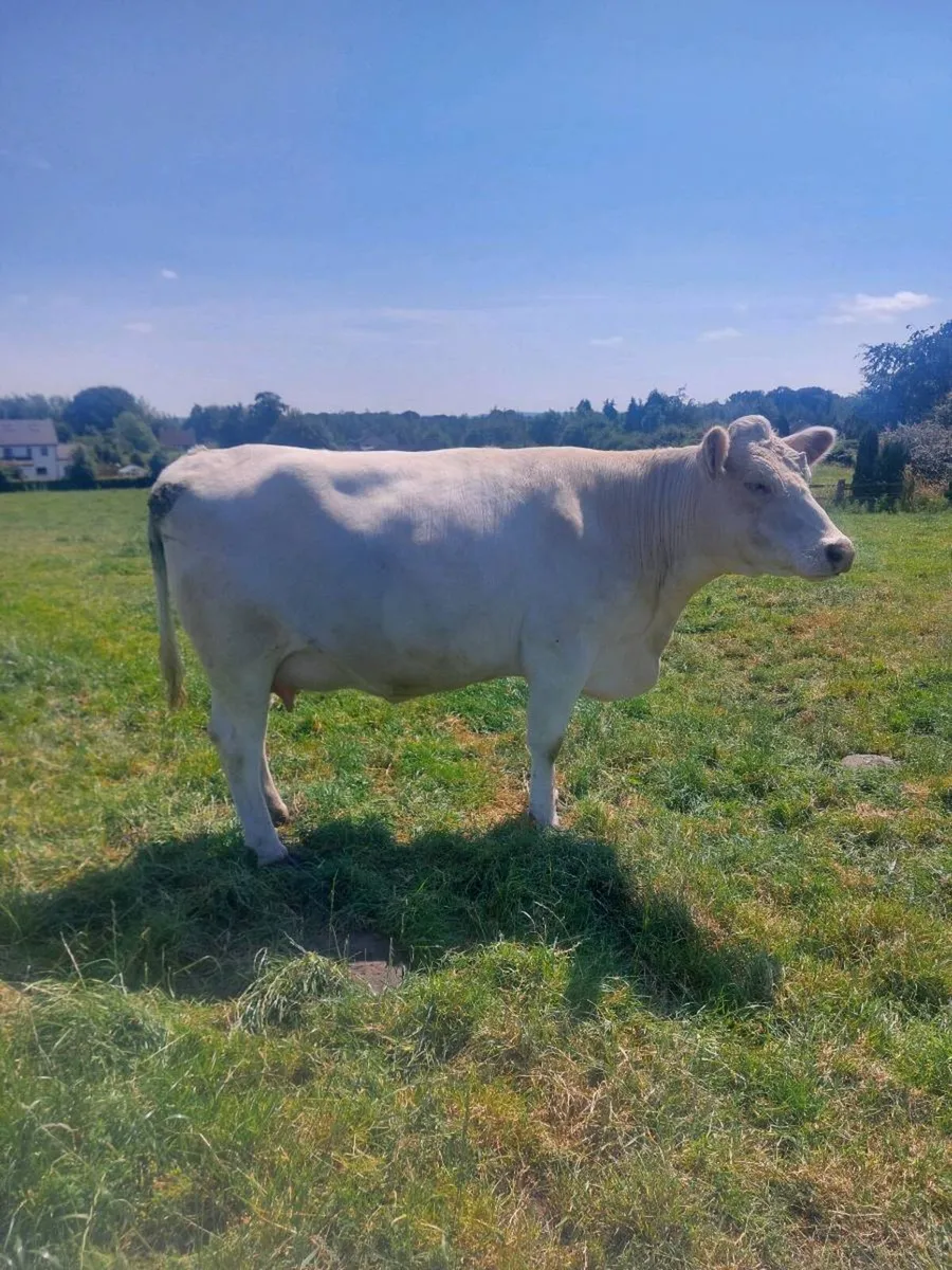 In calf shorthorn heifer - Image 1