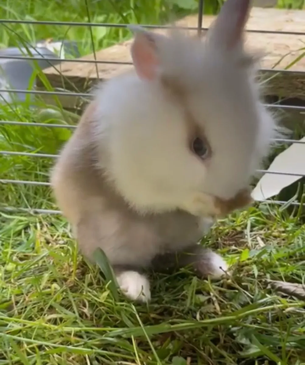 Rabbits - Image 4