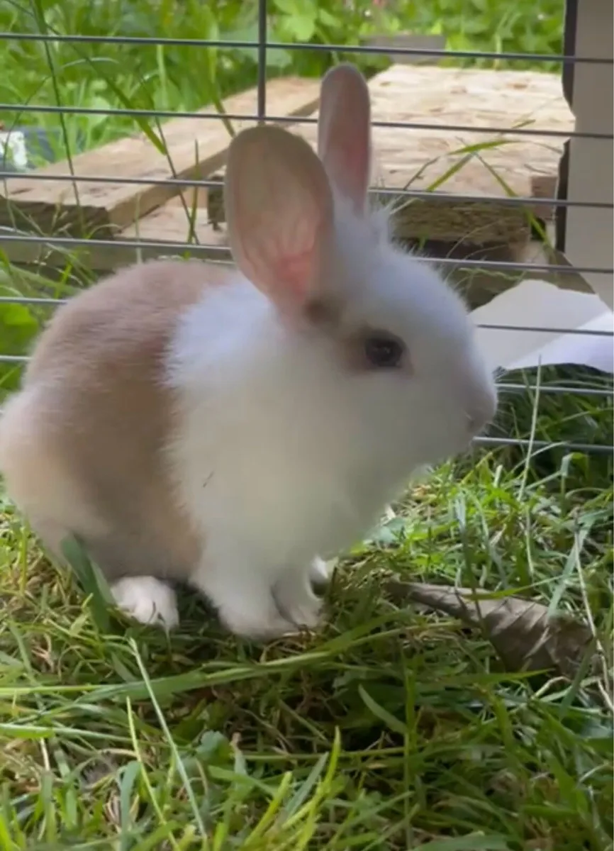 Rabbits - Image 3