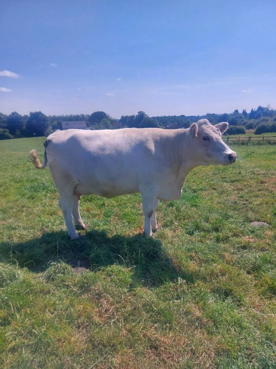 In calf shorthorn heifer - Image 3
