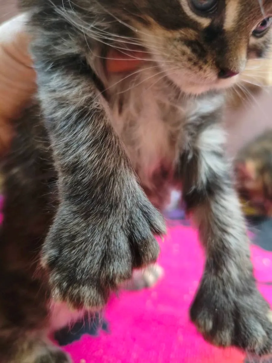 TICA registered polydactyl Maine coon girl - Image 2
