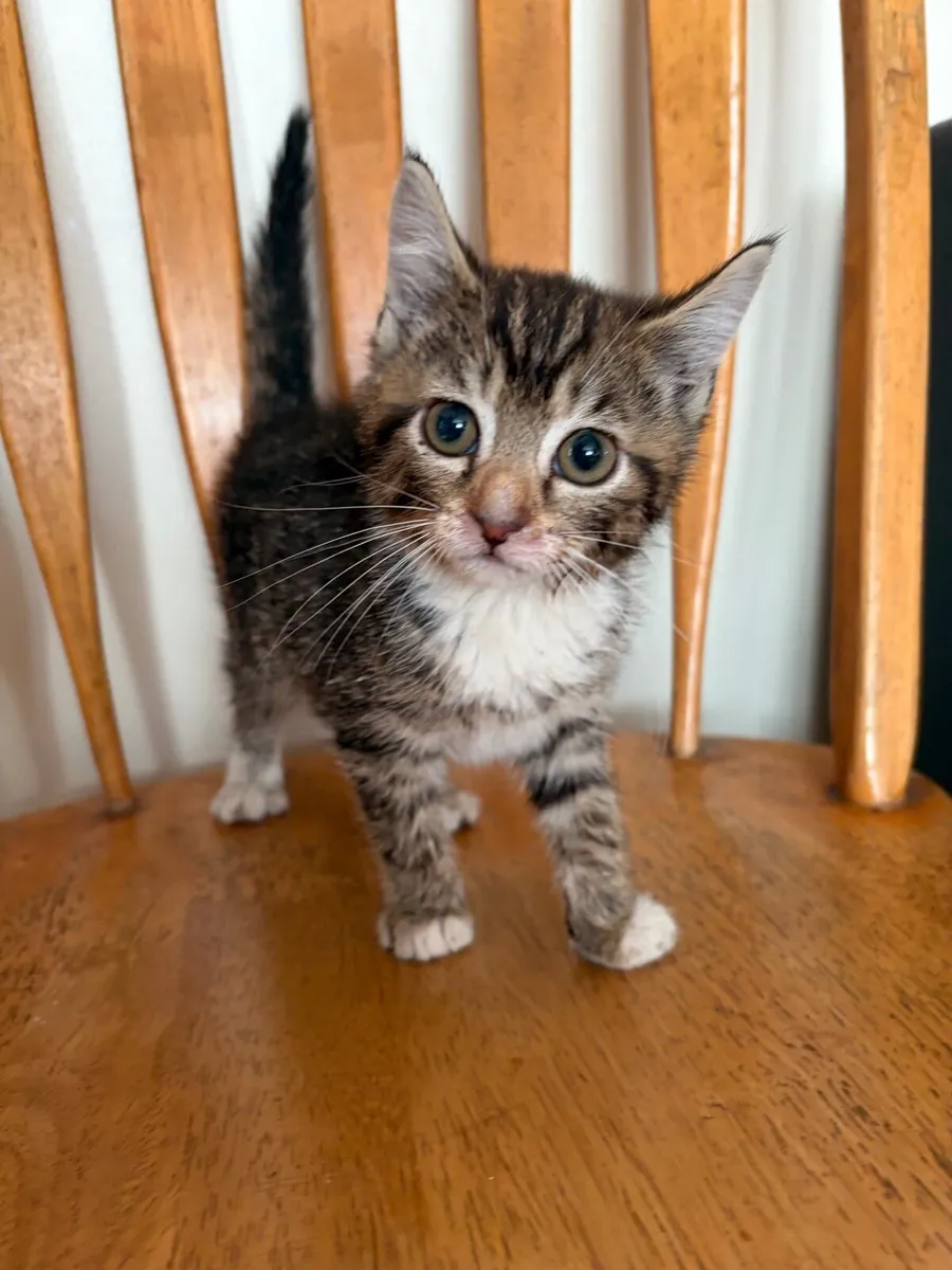 Kitten - Image 1