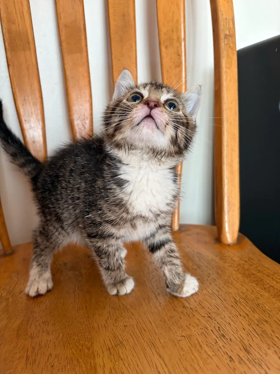 Kitten - Image 2