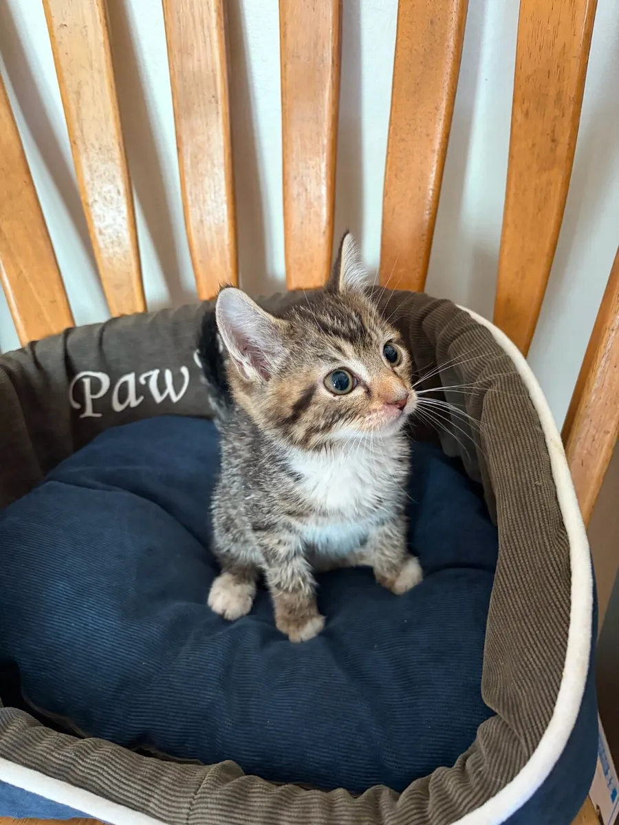 Kitten - Image 3
