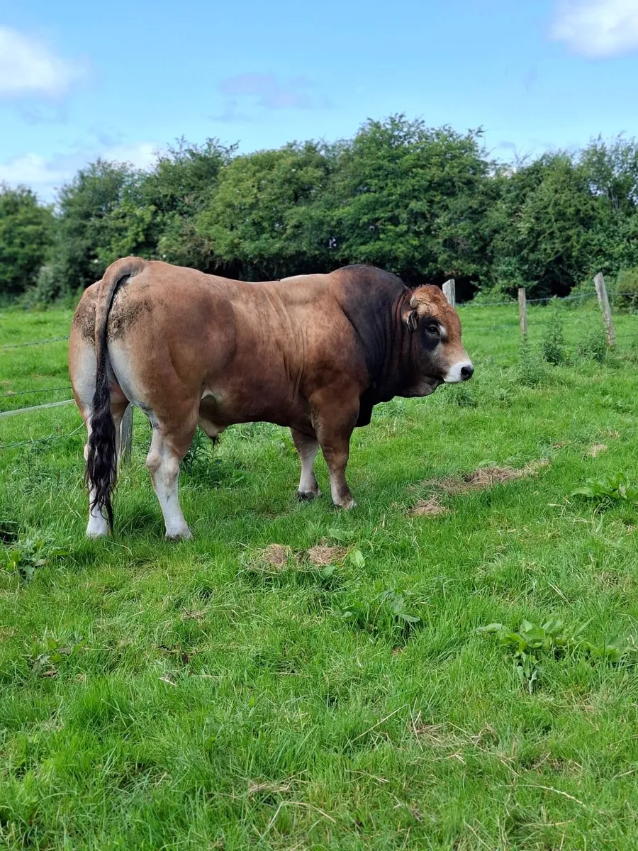 Bull - Image 1