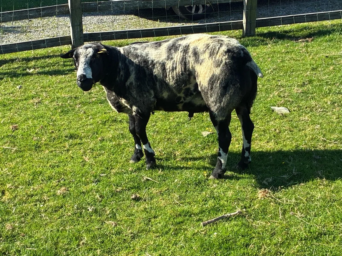 Dutch Spotted in Macroom mart tomorrow - Image 1