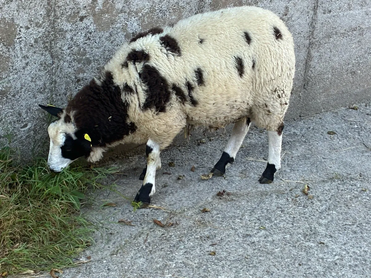Dutch Spotted in Macroom mart tomorrow - Image 2