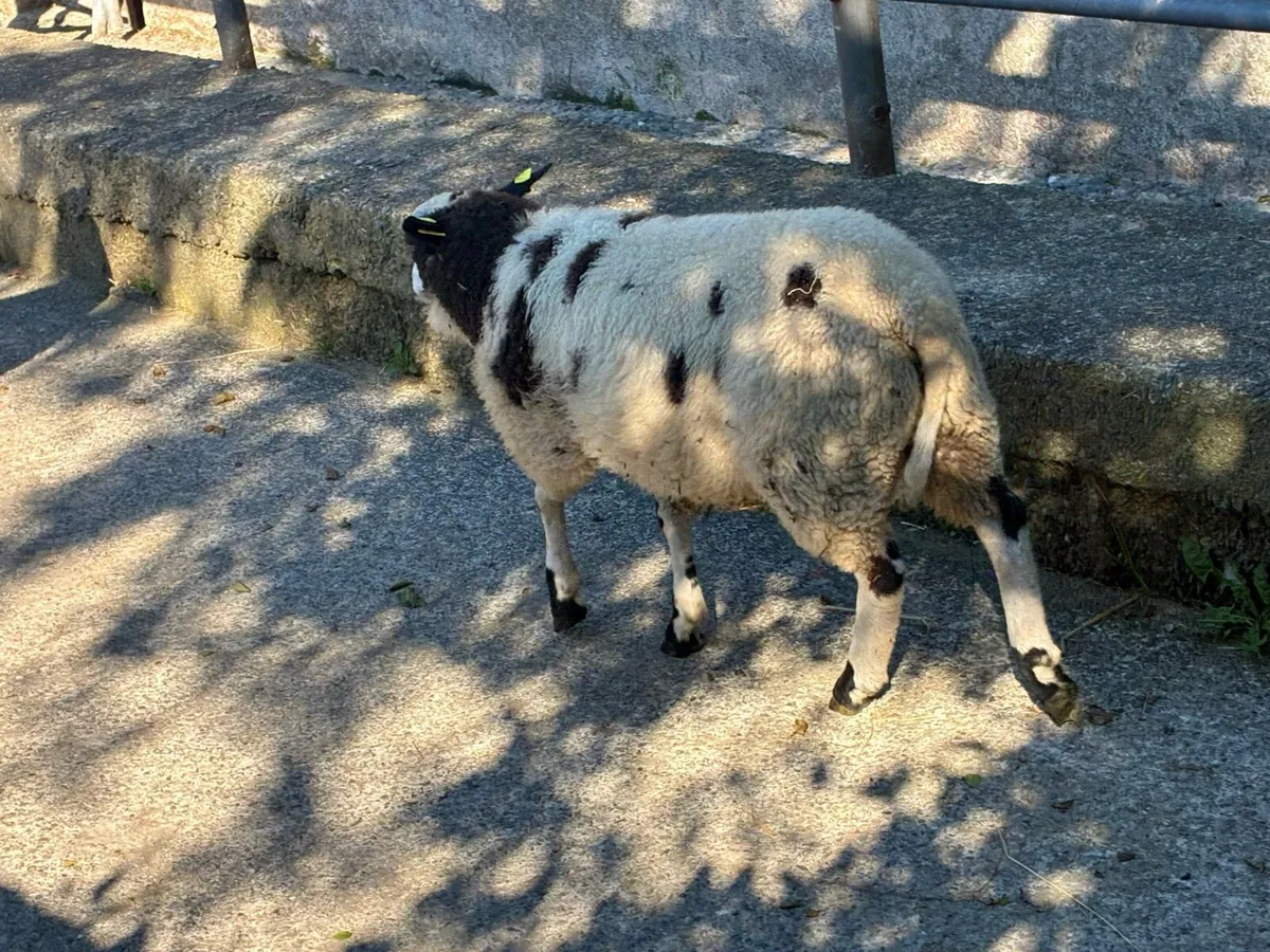 Dutch Spotted in Macroom mart tomorrow - Image 3