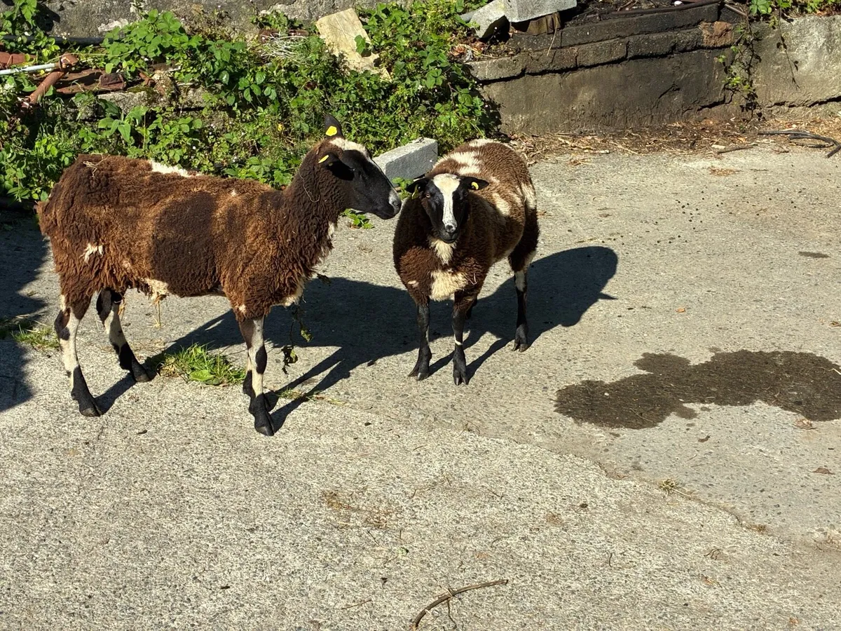 Dutch Spotted in Macroom mart tomorrow - Image 4