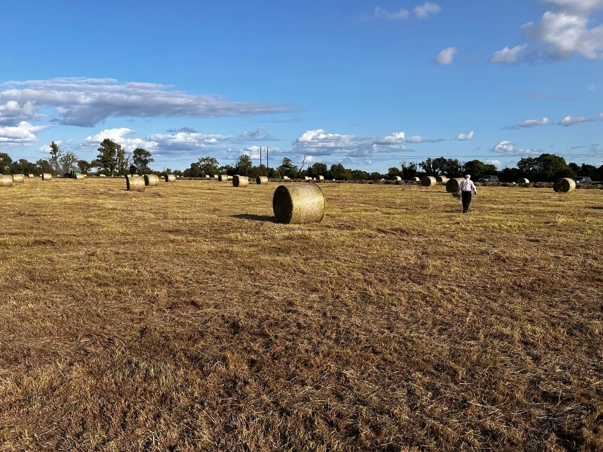 Hay - Image 4