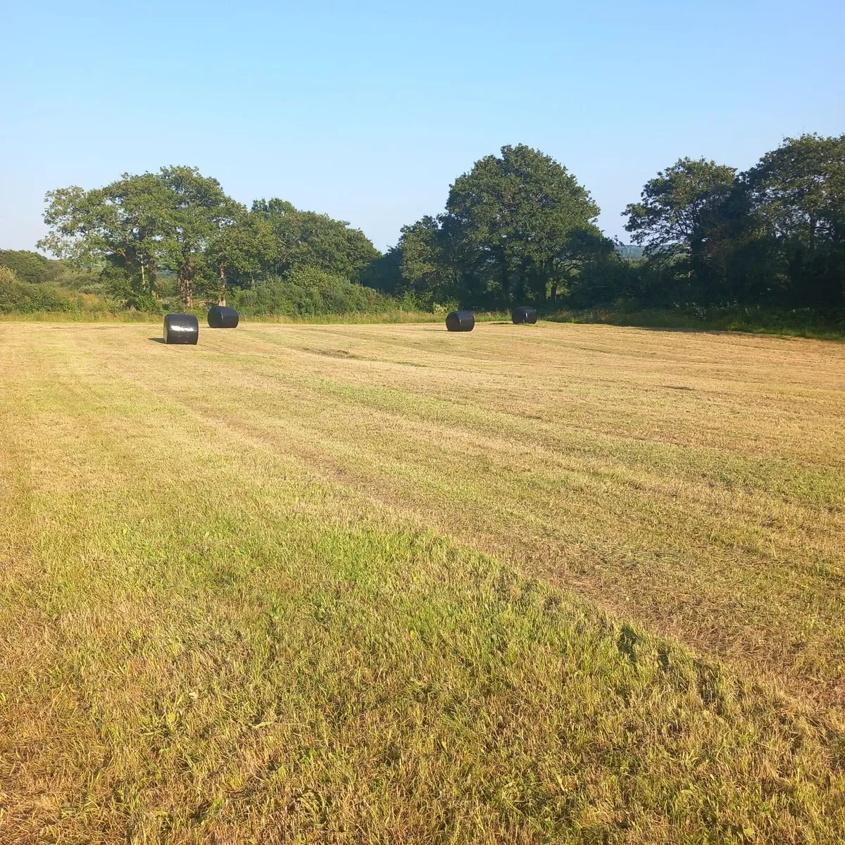 Haylage - Suitable for Horses