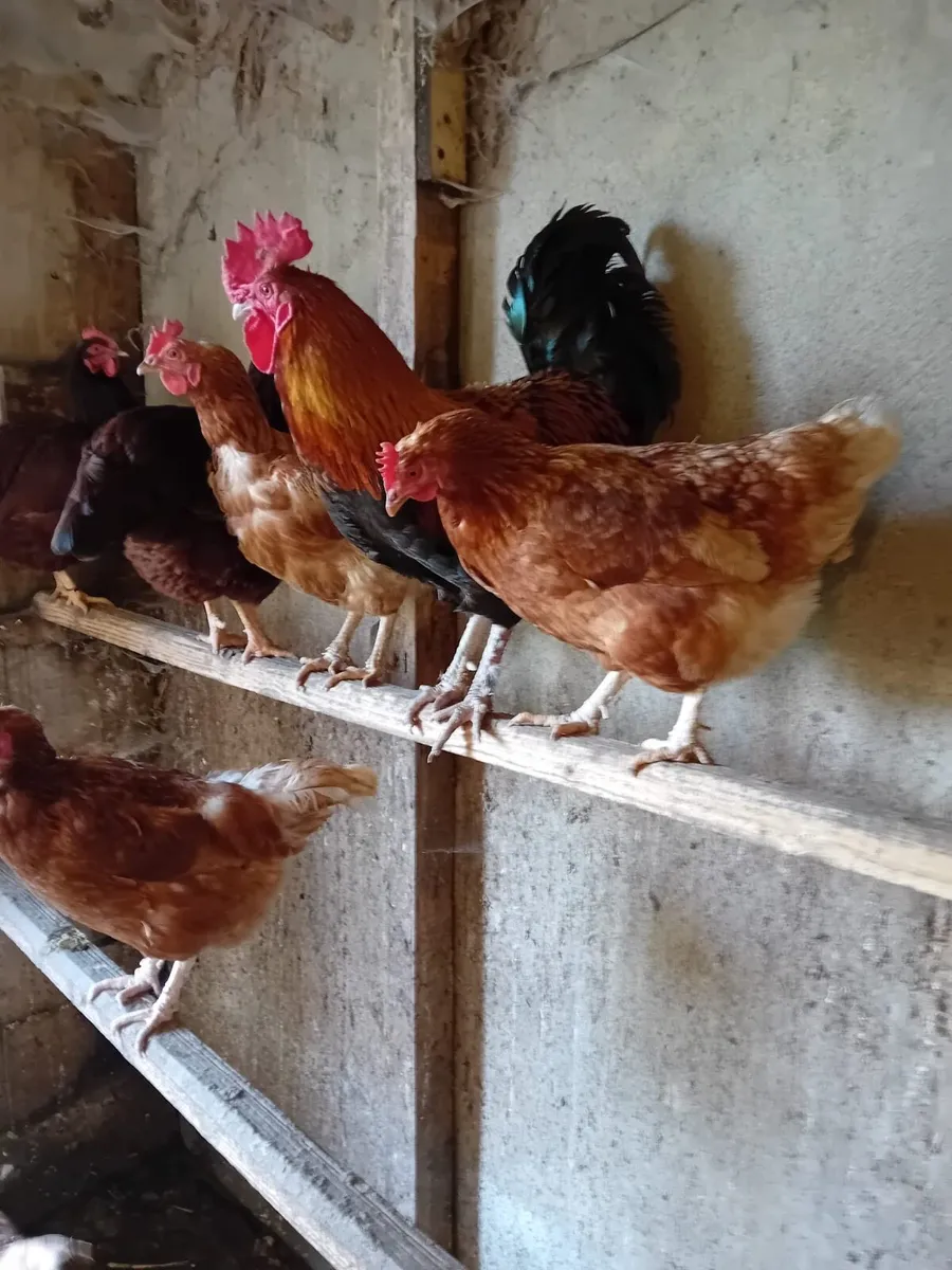 Copper Marans - Image 3