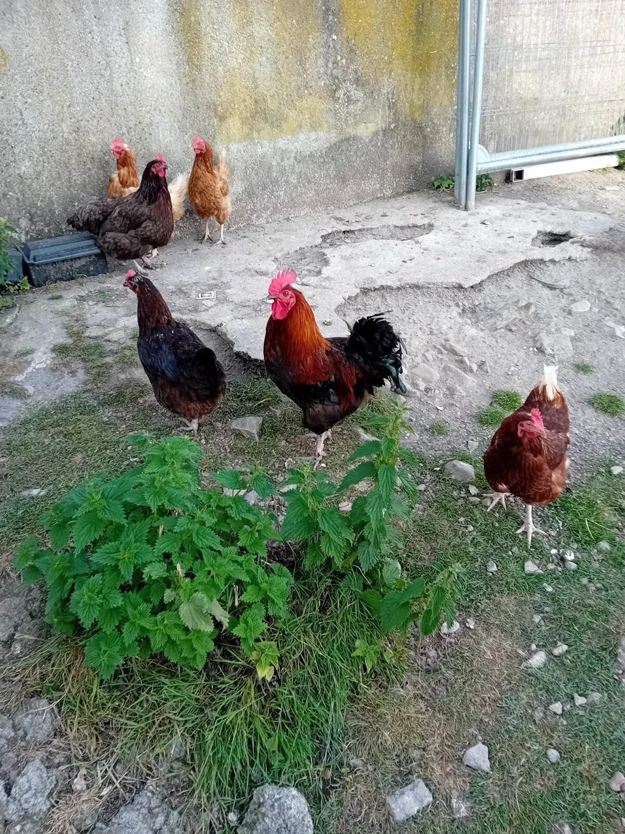 Copper Marans - Image 1