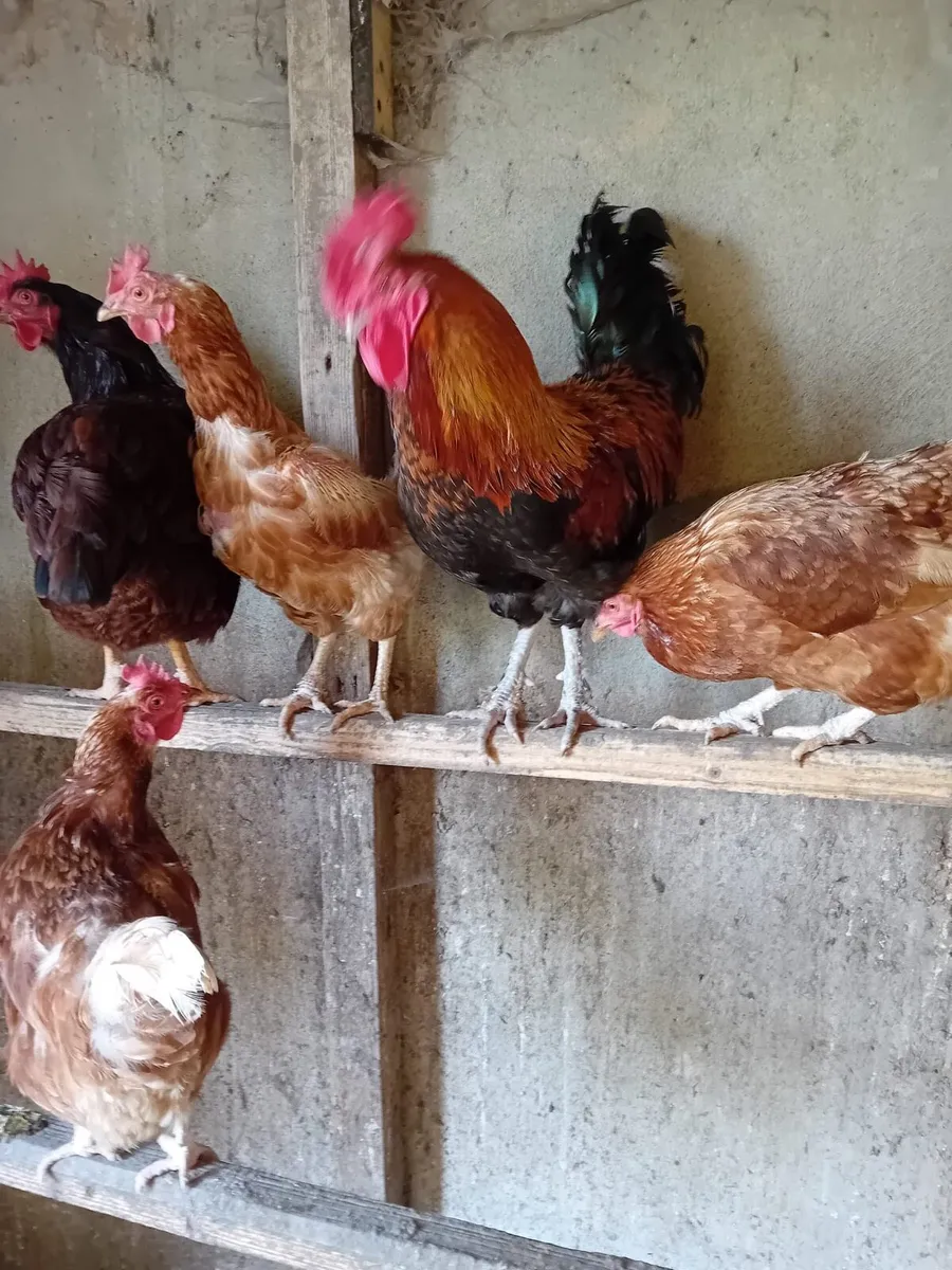 Copper Marans - Image 2
