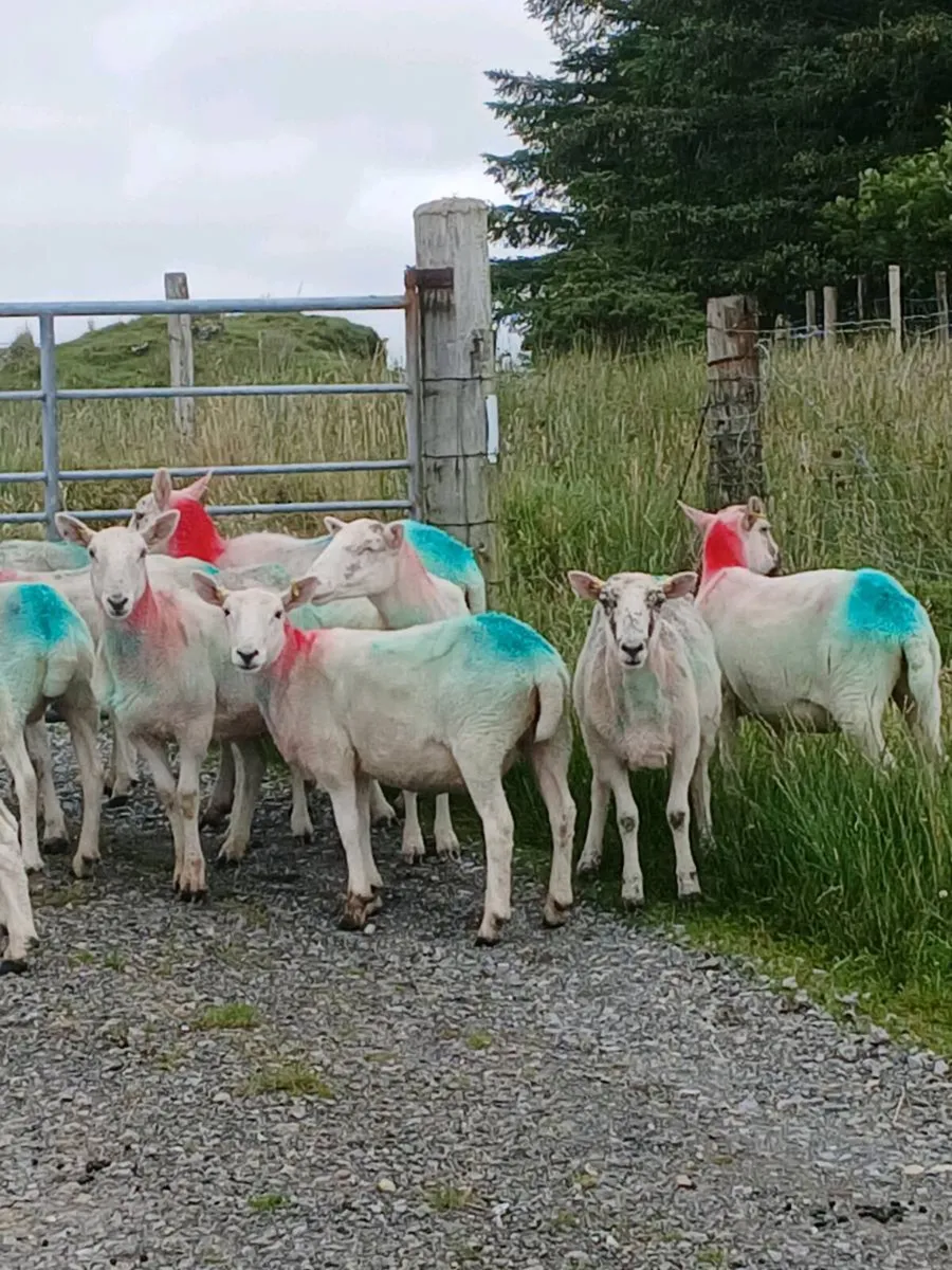 Cheviot hoggets - Image 1